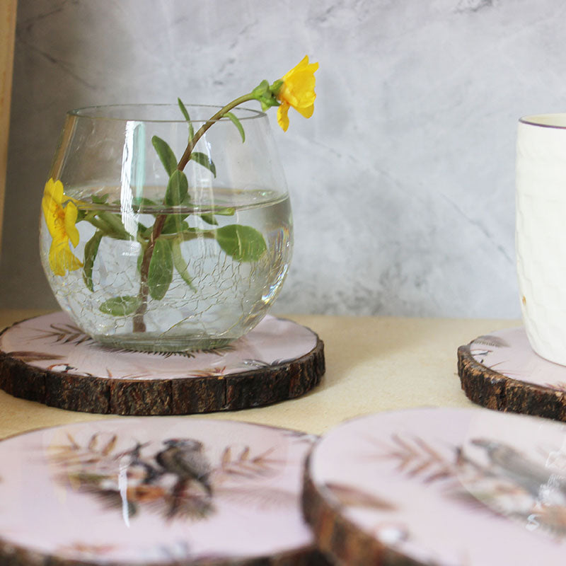 Mocha Macaw Set (Set of 4)