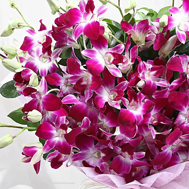 Orchid Blush Elegance